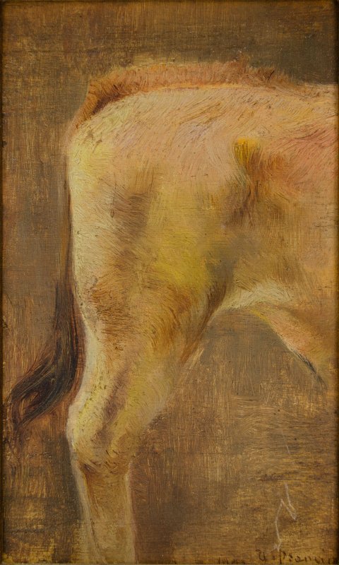 1903 - Zampa di vitello